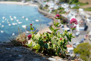 Jersey, Wildblumen an der Küste Jersey, Wildblumen an der Küste